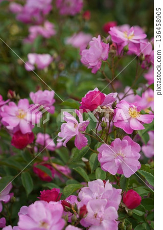 Sakaki Chikuma River Rose Park in Sakaki Town, Nagano Prefecture, is a beautiful rose park located on the banks of the Chikuma River, surrounded by mountains. 136458905