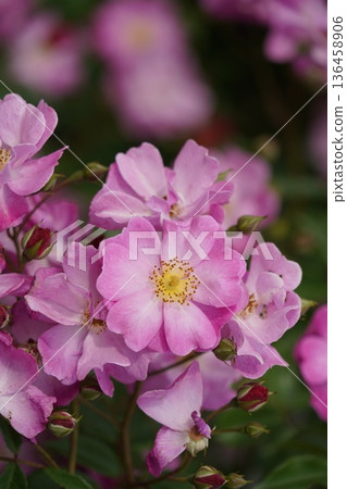位於長野縣榊町的榊千曲川玫瑰公園，是一座坐落在千曲川岸邊，群山環繞的美麗玫瑰公園。 136458906