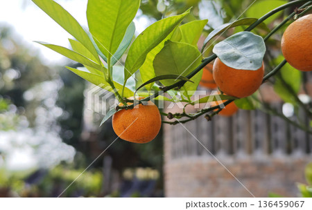 A small orange tree that is abundant with many oranges growing on it 136459067