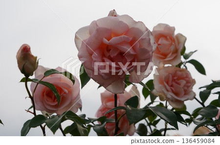 位於長野縣榊町的榊千曲川玫瑰公園,是一座坐落在千曲川岸邊,群山環繞的美麗玫瑰公園。 位於長野縣榊町的榊千曲川玫瑰公園,是一座坐落在千曲川岸邊,群山環繞的美麗玫瑰公園。 136459084