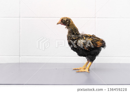 Black Chick is standing on purple gray table in outdoor light. Black Chick is standing on purple gray table in outdoor light. 136459228
