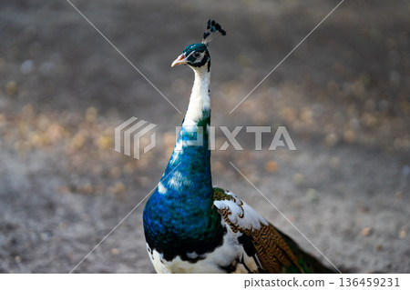 bright peacock head is a stunning sight to behold. The vibrant colors and intricate details of the feathers are clearly visible, showcasing the beauty and majesty of this stunning bird 136459231