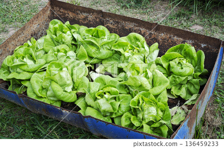 Fresh Green Oak Lettuce, Salads vegetable in the planting plot. 136459233