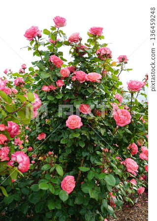 Sakaki Chikuma River Rose Park in Sakaki Town, Nagano Prefecture, is a beautiful rose park located on the banks of the Chikuma River, surrounded by mountains. 136459248