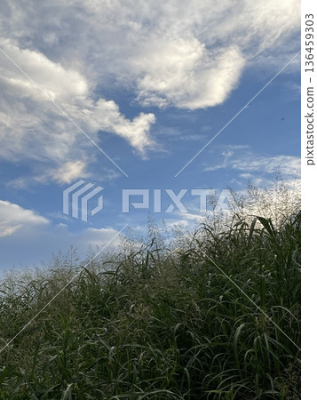 Blue sky, fluffy clouds and grassland. Refreshing, pure, positive, positive thinking. Blue sky, fluffy clouds and grassland. Refreshing, pure, positive, positive thinking. 136459303