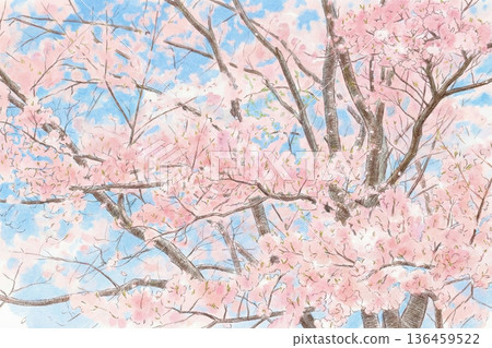 盛開的櫻花飄落——插圖 136459522