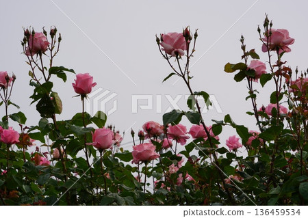 Sakaki Chikuma River Rose Park in Sakaki Town, Nagano Prefecture, is a beautiful rose park located on the banks of the Chikuma River, surrounded by mountains. 136459534