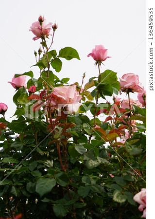 Sakaki Chikuma River Rose Park in Sakaki Town, Nagano Prefecture, is a beautiful rose park located on the banks of the Chikuma River, surrounded by mountains. 136459535