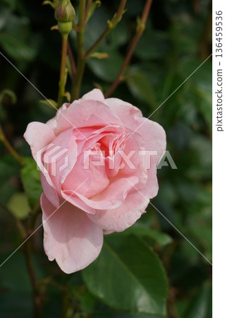 Sakaki Chikuma River Rose Park in Sakaki Town, Nagano Prefecture, is a beautiful rose park located on the banks of the Chikuma River, surrounded by mountains. 136459536