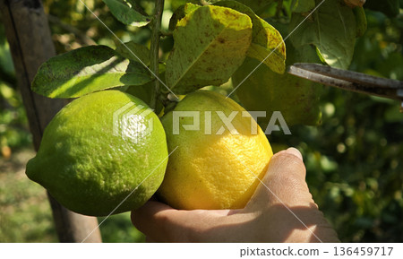 Woman hands holding a cutting tool and cutting off lemons from the lemon tree Woman hands holding a cutting tool and cutting off lemons from the lemon tree 136459717