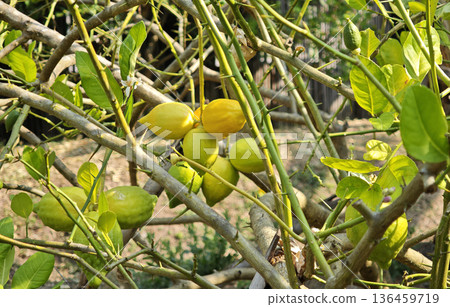Lemon, Citrus tree with lemon fruits, Fruit growing in the open air, Agriculture Concept Lemon, Citrus tree with lemon fruits, Fruit growing in the open air, Agriculture Concept 136459719