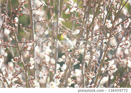 梅羅停在梅樹上 136459772