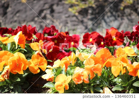 Pansy flower bed 136460351