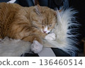 A beautiful ginger cat sleeps on a woolen blanket. 136460514