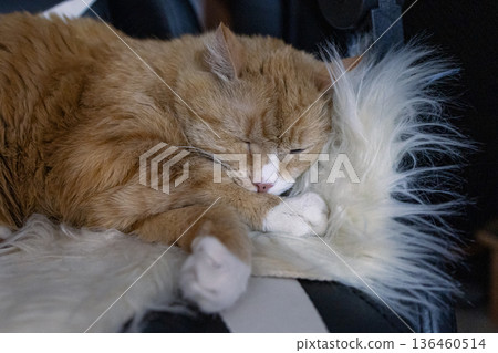 A beautiful ginger cat sleeps on a woolen blanket. A beautiful ginger cat sleeps on a woolen blanket. 136460514