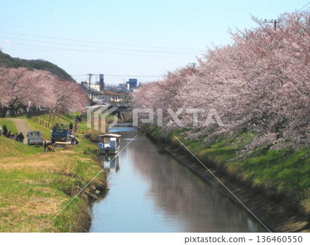 2012年4月7日，木更津柳川的櫻花 136460550