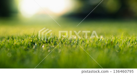Fresh spring nature background: Green lawn with morning light. Fresh spring nature background: Green lawn with morning light. 136460795
