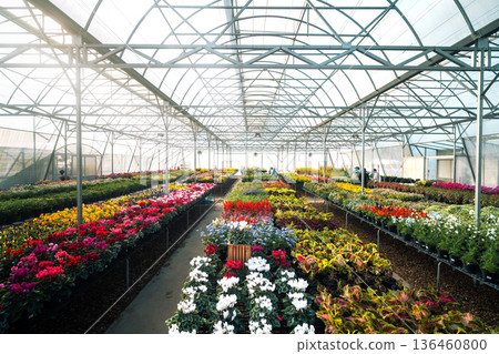 Commercial flower nursery with workers caring for blooming plants. 136460800