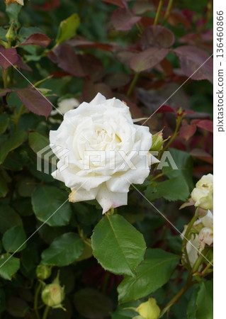Sakaki Chikuma River Rose Park in Sakaki Town, Nagano Prefecture, is a beautiful rose park located on the banks of the Chikuma River, surrounded by mountains. 136460866