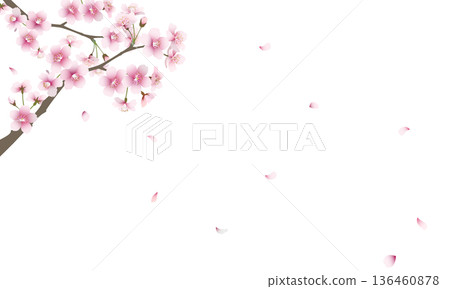 Falling cherry blossoms (transparent background) Falling cherry blossoms (transparent background) 136460878