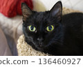 Close-up portrait of a black cat with green eyes 136460927