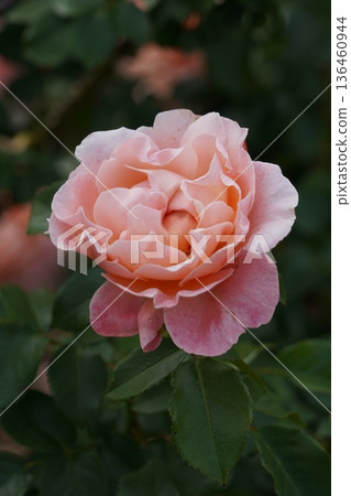 Sakaki Chikuma River Rose Park in Sakaki Town, Nagano Prefecture, is a beautiful rose park located on the banks of the Chikuma River, surrounded by mountains. 136460944