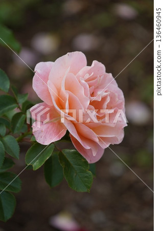 Sakaki Chikuma River Rose Park in Sakaki Town, Nagano Prefecture, is a beautiful rose park located on the banks of the Chikuma River, surrounded by mountains. 136460945
