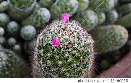 Close-up of the cacti with spines Close-up of the cacti with spines 136460968