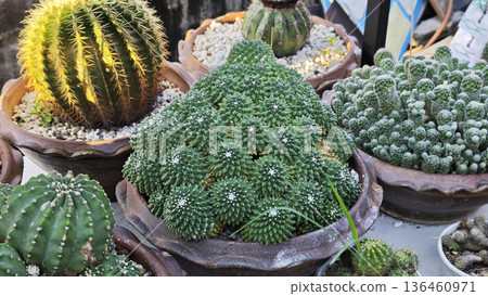 Close-up of the cacti with spines 136460971