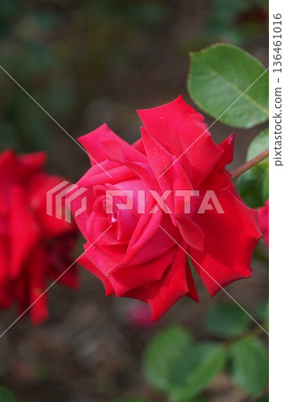 位於長野縣榊町的榊千曲川玫瑰公園，是一座坐落在千曲川岸邊，群山環繞的美麗玫瑰公園。 136461016