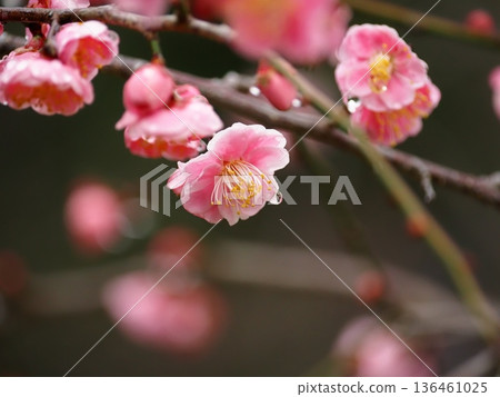 雨後紅梅花 136461025