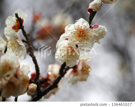 白梅花 136461027