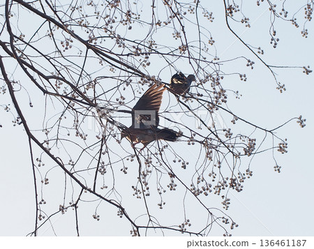 A pigeon pecking at white berries while balancing with its wings spread (Nanking and Dove) A pigeon pecking at white berries while balancing with its wings spread (Nanking and Dove) 136461187