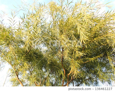Acacia (Floribunda?) grows to the ground like a willow Acacia (Floribunda?) grows to the ground like a willow 136461227