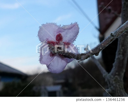 Frost and Plum Blossoms 1 Frost and Plum Blossoms 1 136461236