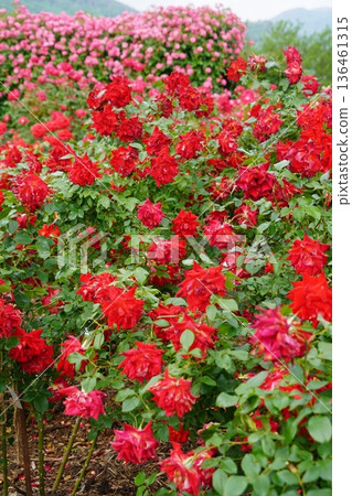 Sakaki Chikuma River Rose Park in Sakaki Town, Nagano Prefecture, is a beautiful rose park located on the banks of the Chikuma River, surrounded by mountains. Sakaki Chikuma River Rose Park in Sakaki Town, Nagano Prefecture, is a beautiful rose park located on the banks of the Chikuma River, surrounded by mountains. 136461315