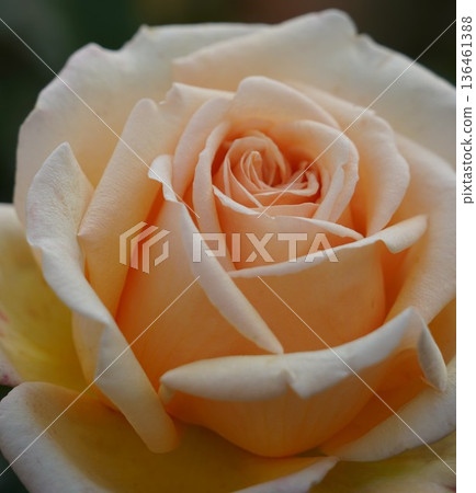 位於長野縣榊町的榊千曲川玫瑰公園，是一座坐落在千曲川岸邊，群山環繞的美麗玫瑰公園。 136461388