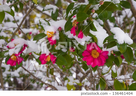 白雪皚皚的山茶花 白雪皚皚的山茶花 136461404