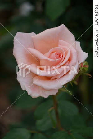 位於長野縣榊町的榊千曲川玫瑰公園，是一座坐落在千曲川岸邊，群山環繞的美麗玫瑰公園。 136461451