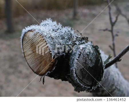 Thinned plum stumps and frost 1 136461452