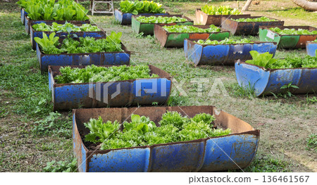 Green Frillice Iceberg lettuce grown in a small halved metal buckets: a creative agricultural concept. Green Frillice Iceberg lettuce grown in a small halved metal buckets: a creative agricultural concept. 136461567