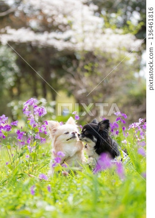 Cream and black and tan Chihuahuas cuddling in a field of cherry blossoms and spring flowers Cream and black and tan Chihuahuas cuddling in a field of cherry blossoms and spring flowers 136461816