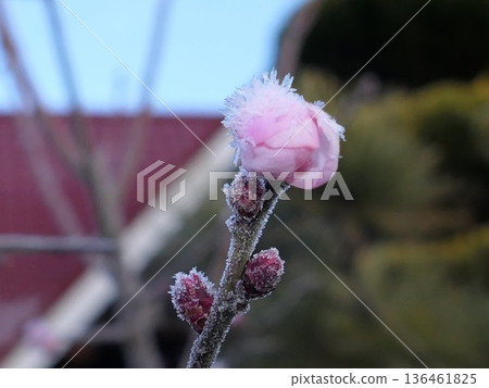 霜與梅花 13 136461825