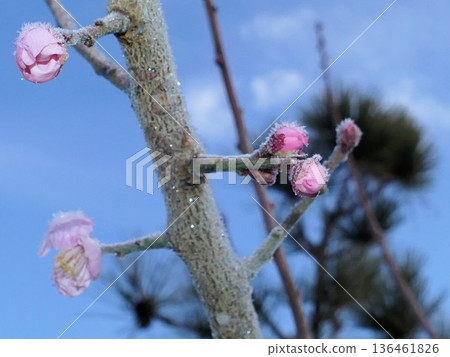 霜與梅花 12 136461826