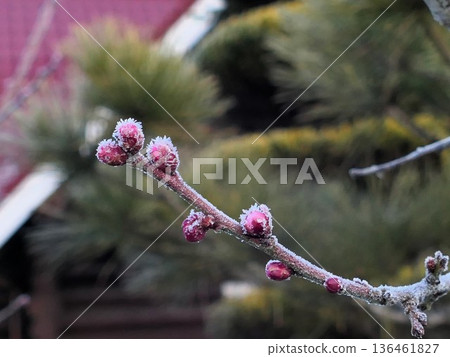 霜與梅花 11 136461827