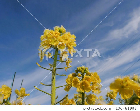 Rape blossoms and frost 7 136461995