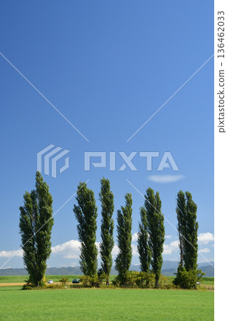 Poplar trees along farmland Poplar trees along farmland 136462033