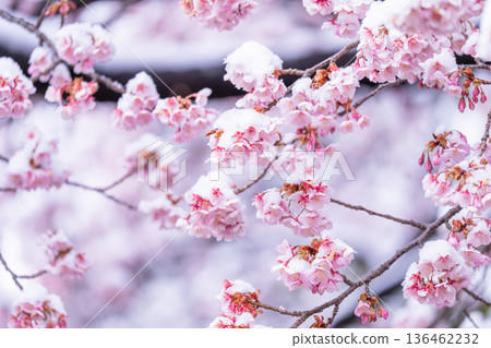 The beginning of spring - Winter cherry blossoms covered with snow 136462232