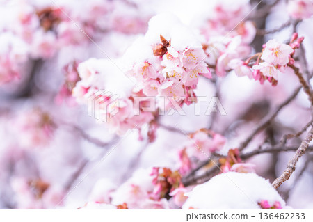 The beginning of spring - Winter cherry blossoms covered with snow 136462233