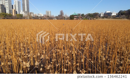 Winter absurdity pond 136462241